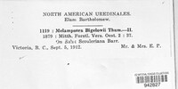 Melampsora bigelowii image